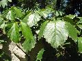 Chestnut Vine / Tetrastigma voinieranum